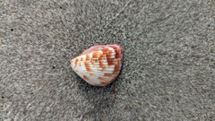 Americardia planicostata