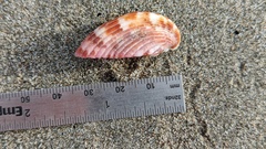 Americardia planicostata
