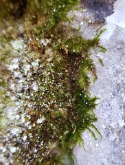 Rhynchostegiella tenella