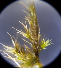 Rhynchostegiella tenella