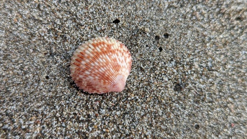 Dallocardia radula