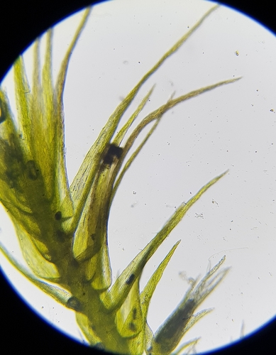 Image of Rhynchostegiella tenella by (c) Helen Waterman, some rights reserved (CC BY)