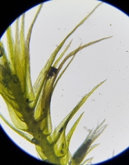 Rhynchostegiella tenella