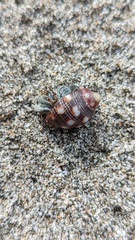 Acanthais brevidentata