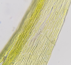 Rhynchostegiella tenella