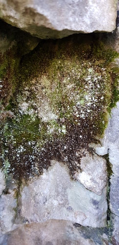 Image of Rhynchostegiella tenella by (c) Helen Waterman, some rights reserved (CC BY)