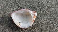 Americardia planicostata
