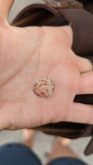 Dallocardia senticosa