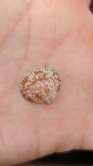 Dallocardia senticosa