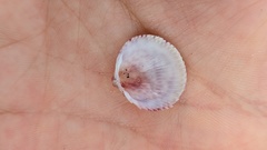Dallocardia senticosa