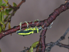 Naupactus sulphurifer