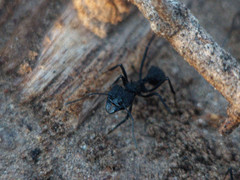 Acromyrmex lobicornis