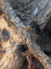 Acromyrmex lobicornis