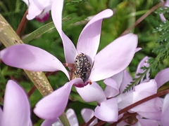 Oxythyrea noemi