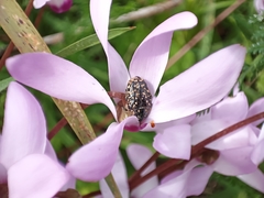 Oxythyrea noemi
