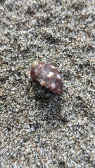 Acanthais brevidentata
