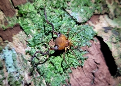 Pachyloides thorellii