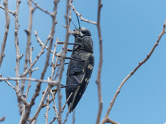 Lampetis tucumana