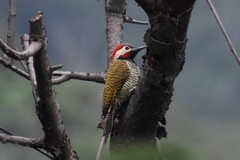 Colaptes atricollis