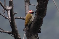 Colaptes atricollis