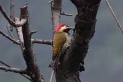 Colaptes atricollis