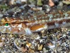 Anilocra physodes