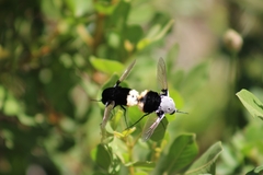 Bombomyia discoidea