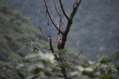 Colaptes atricollis
