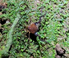 Pachyloides thorellii