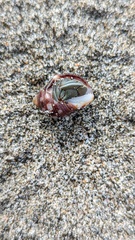 Acanthais brevidentata