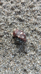 Acanthais brevidentata