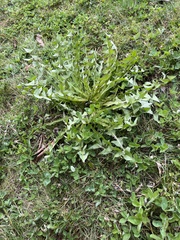 Taraxacum officinale