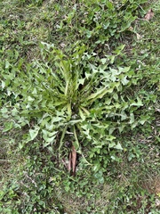 Taraxacum officinale