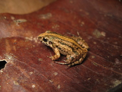 Adenomera hylaedactyla