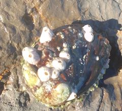 Haliotis tuberculata tuberculata