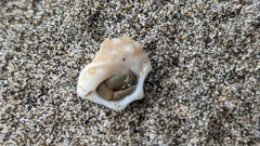 Acanthais triangularis
