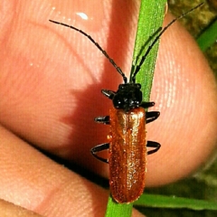 Cantharis palliata