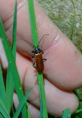 Cantharis palliata