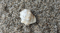 Acanthais triangularis