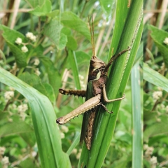 Coryacris angustipennis