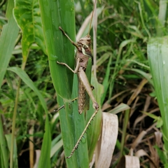 Coryacris angustipennis
