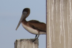 Pelecanus occidentalis