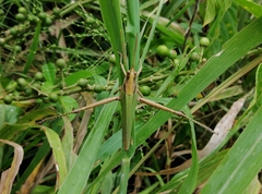 Coryacris angustipennis