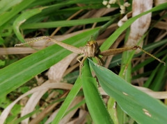 Coryacris angustipennis
