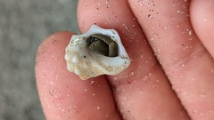 Acanthais triangularis