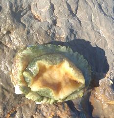 Haliotis tuberculata tuberculata