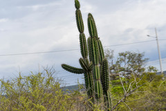 Armatocereus cartwrightianus