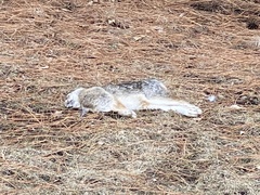 Sylvilagus floridanus