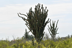 Armatocereus cartwrightianus