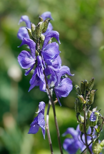 Dzungaria Monkshood (Aconitum soongaricum)